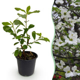 Cornouiller à fleurs de Floride - H 35 cm, pot Ø12 cm