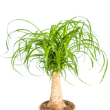 Beaucarnea Recurvata - Tronc