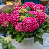 Green boutiQ - Planta de Jardim - Hortênsia Endless Summer Summer Love Red - Hortensia - Resistente ao Inverno - Vermelho - 1 Planta - Vaso 14cm - Altura 20-25cm