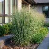 Panicum Northwind - H 15-25 cm, pot Ø11 cm