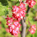 Groseillier à fleurs King Edward VII - Ribes sanguineum - H 45 cm, pot Ø17 cm