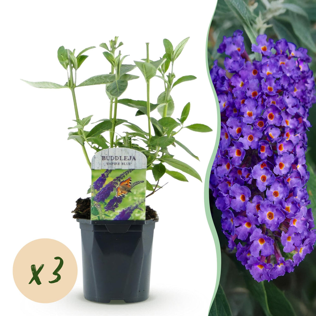 La Green Touch - Planta de Jardim - Buddleja davidii Empire Blue - Arbusto-borboleta - Resistente ao Inverno - Azul - 3 Plantas - Vaso 17cm - Altura 45cm