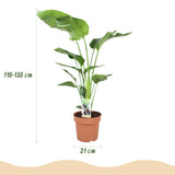 Green BoutiQ - Kamerplanten - Strelitzia Nicolai - Paradijsvogelbloem - Weinig onderhoud - Groen - 1 Plant - met Potter Wit - Pot 21cm - Hoogte 110-120cm