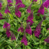 Buddleia Little Ruby - H 20-25 cm, pot Ø12 cm