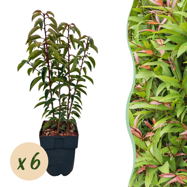 Laurier du Portugal Angustifolia pour haie - 6 plants pour 1 m - H 50 cm, pot Ø17 cm