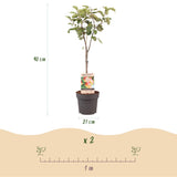 Pommier Jonagold - Malus domestica - H 90 cm, pot Ø21 cm