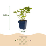 Kit de vivaces à fleurs blanches en mélange - H 15-25 cm, pot Ø11 cm - photo 3