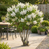 Green boutiQ - Planta de Jardim - Syringa vulgaris Mme Lemoine - Lilás Comum - Resistente ao Inverno - Branco - 1 Planta - Vaso 17cm - Altura 45cm