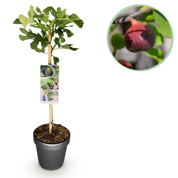 Figuier Brown Turkey sur tige - H 90 cm, pot Ø19 cm