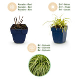 Laîche Evergold - Carex oshimensis - H 15-25 cm, pot Ø11 cm - photo 4
