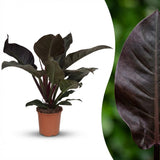 Philodendron Imperial Red | Pot 19 cm