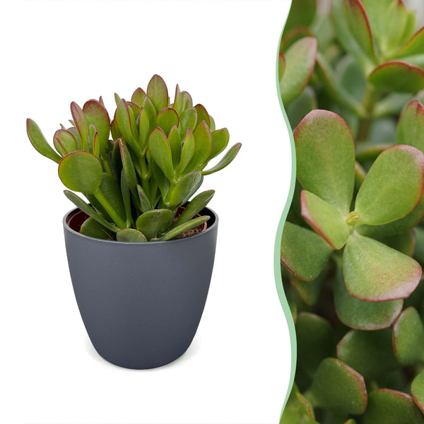 Arbre de jade avec cache-pots gris - Crassula ovata - H 16 cm, pot Ø12 cm