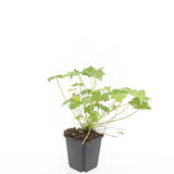 Géranium à grosses racines Czakor en godet - Geranium macrorrhizum - H 10-25 cm, pot Ø9 cm - photo 3