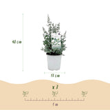 Eucalyptus gunnii - 2 plants - H 40 cm, pot Ø17 cm