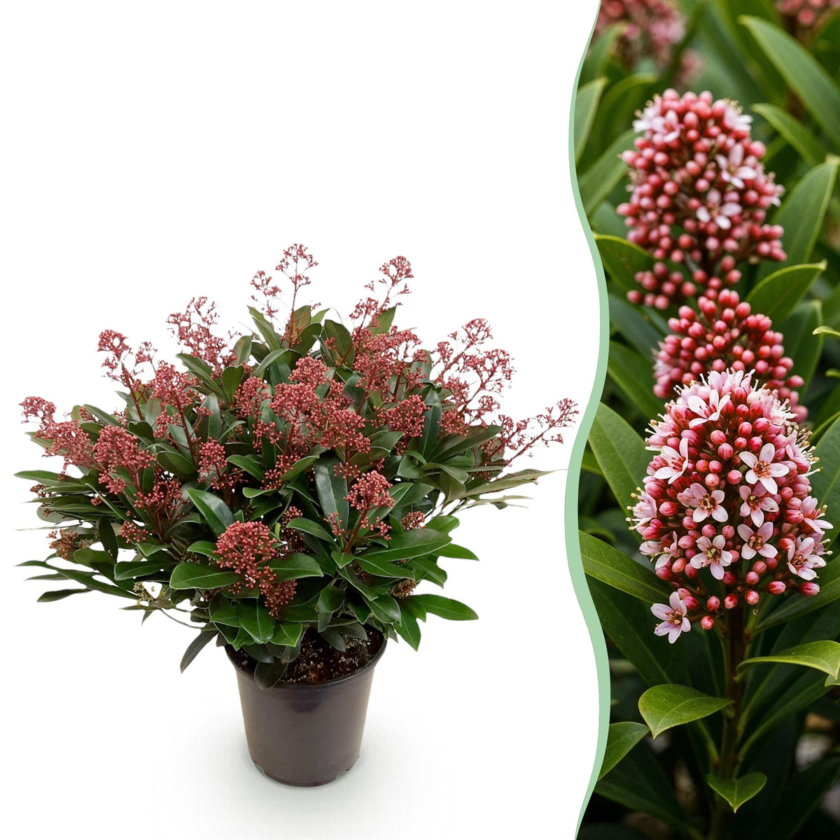 Skimmia Rubella - H 60 cm, pot Ø19 cm