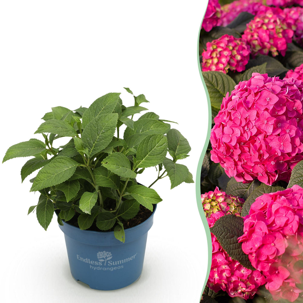 Green boutiQ - Planta de Jardim - Hortênsia Endless Summer Summer Love Red - Hortensia - Resistente ao Inverno - Vermelho - 1 Planta - Vaso 14cm - Altura 20-25cm