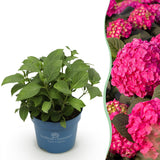 Green boutiQ - Planta de Jardim - Hortênsia Endless Summer Summer Love Red - Hortensia - Resistente ao Inverno - Vermelho - 1 Planta - Vaso 14cm - Altura 20-25cm