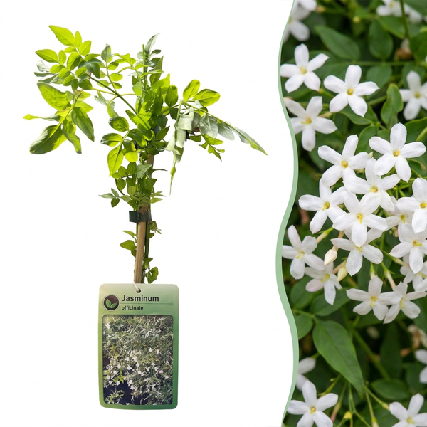 Jasmin officinal - Jasminum officinale - H 35 cm, pot Ø9 cm