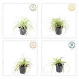 Laîche Evergold en godet - Carex oshimensis - H 10-25 cm, pot Ø9 cm - photo 5