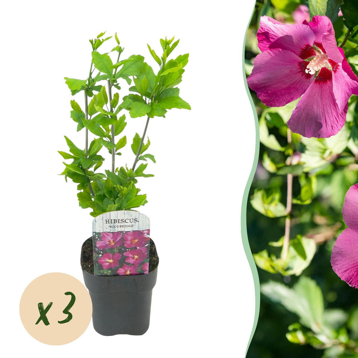 La Green Touch - Planta de Jardim - Hibiscus syriacus Woodbridge - Hibiscus Resistente ao Frio - Rosa - 3 Plantas - Vaso 17cm - Altura 45cm