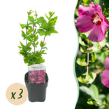 La Green Touch - Planta de Jardim - Hibiscus syriacus Woodbridge - Hibiscus Resistente ao Frio - Rosa - 3 Plantas - Vaso 17cm - Altura 45cm