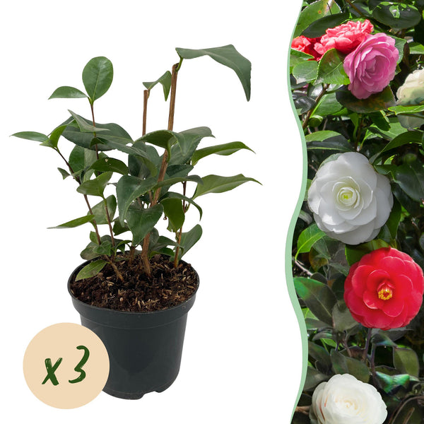 Camélia du Japon Tricolor - Camellia japonica - 3 plants - H 30 cm, pot Ø15 cm