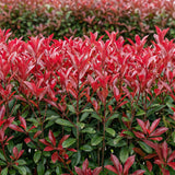 La Green Touch - Plantas de Sebes - Photinia fraseri Carre Rouge - verde vermelho - 6 plantas - 1 metro linear - perene - vaso 17cm altura 55cm