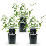 Green boutiQ - Planta de Jardim - Buddleja davidii Black Night - Arbusto das Borboletas - Resistente ao Inverno - Roxo - 3 Plantas - Vaso 17cm - Altura 45cm