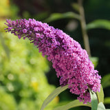 Green boutiQ - Planta de Jardim - Buddleja davidii Pink Delight - Arbusto das Borboletas - Resistente ao Inverno - Rosa - 3 Plantas - Vaso 17cm - Altura 45cm