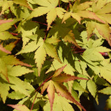 Érable du Japon Summergold - H 90 cm, pot Ø26 cm