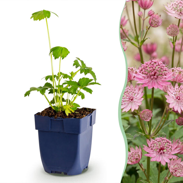 Grande astrance - Astrantia major - H 15-25 cm, pot Ø11 cm