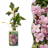 Clématite des montagnes Mayleen - Clematis montana - H 35 cm, pot Ø9 cm