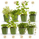Kit de vivaces aromatiques à tisane - 24 plants pour 3 m² - H 25 cm, pot Ø11 cm