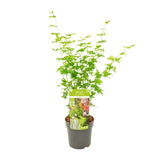 Érable du Japon Going Green - Acer palmatum - H 50 cm, pot Ø19 cm