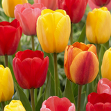 Tulipe Darwin hybride en mélange - 160 bulbes