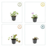 Géranium vivace Cambridge en godet - Geranium x cantabrigiense - H 10-25 cm, pot Ø9 cm - photo 4