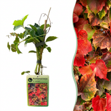 Vigne vierge de Boston Veitchii Boskoop - Parthenocissus tricuspidata - H 35 cm, pot Ø9 cm