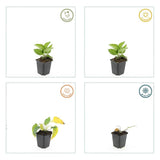 Rudbeckia Goldsturm en godet - Rudbeckia fulgida - H 10-25 cm, pot Ø9 cm - photo 4