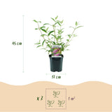 Green boutiQ - Planta de Jardim - Buddleja davidii Pink Delight - Arbusto das Borboletas - Resistente ao Inverno - Rosa - 3 Plantas - Vaso 17cm - Altura 45cm