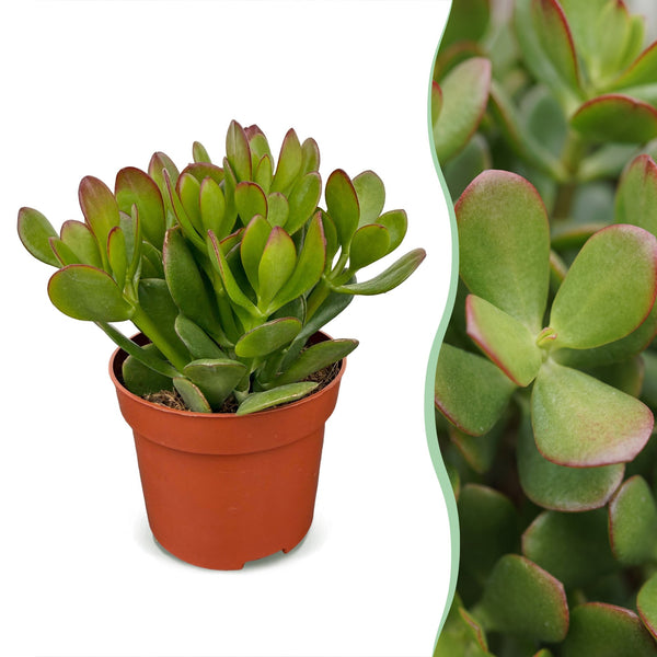Crassula ovata - Arbre de jade