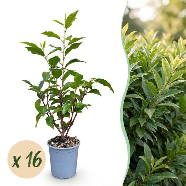 Laurier du Portugal Angustifolia pour haie - Prunus lusitanica - H 25-35 cm, pot Ø9 cm