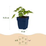 Géranium vivace Rozanne - H 15-25 cm, pot Ø11 cm - photo 3