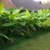 Bananier du Japon - Musa basjoo - 6 plants - H 30 cm, pot Ø12 cm