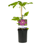 Clématite Ville de Lyon - 2 plants - H 40 cm, pot Ø11 cm