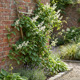 Renouée d'Aubert - Fallopia aubertii - lot de 4 plants - pot Ø9 cm