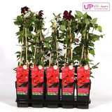 Clématite Hagley Hybrid - Clématite à grandes fleurs - H 65 cm, pot Ø15 cm