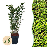 Troène de Californie - H 55 cm, pot Ø17 cm