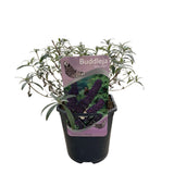 Arbre aux papillons Black Night - Buddleja davidii - H 25 cm, pot Ø17 cm