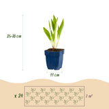 Kit de vivaces pour abeilles et papillons - 24 plants pour 3 m² - H 25 cm, pot Ø11 cm