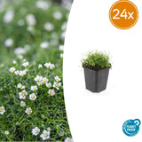 Sagine subulée en godet - Sagina subulata - H 10-25 cm, pot Ø9 cm
